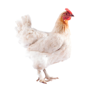 LIVE Full Chicken (Regular)